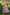 evening-gown