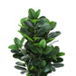 31" Tall Artificial Garcinia Tree Indoor Faux Plant