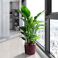 3 Pieces Ceramic Flowerpot Planter For Patio & Garden Or Windowsills - Bean Paste Red