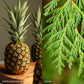 Fresh Balsam Fir Candle