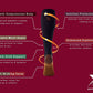 XTF By Extreme Fit Women's Compression Knee High for 3 Pack Socks Brown Size Small