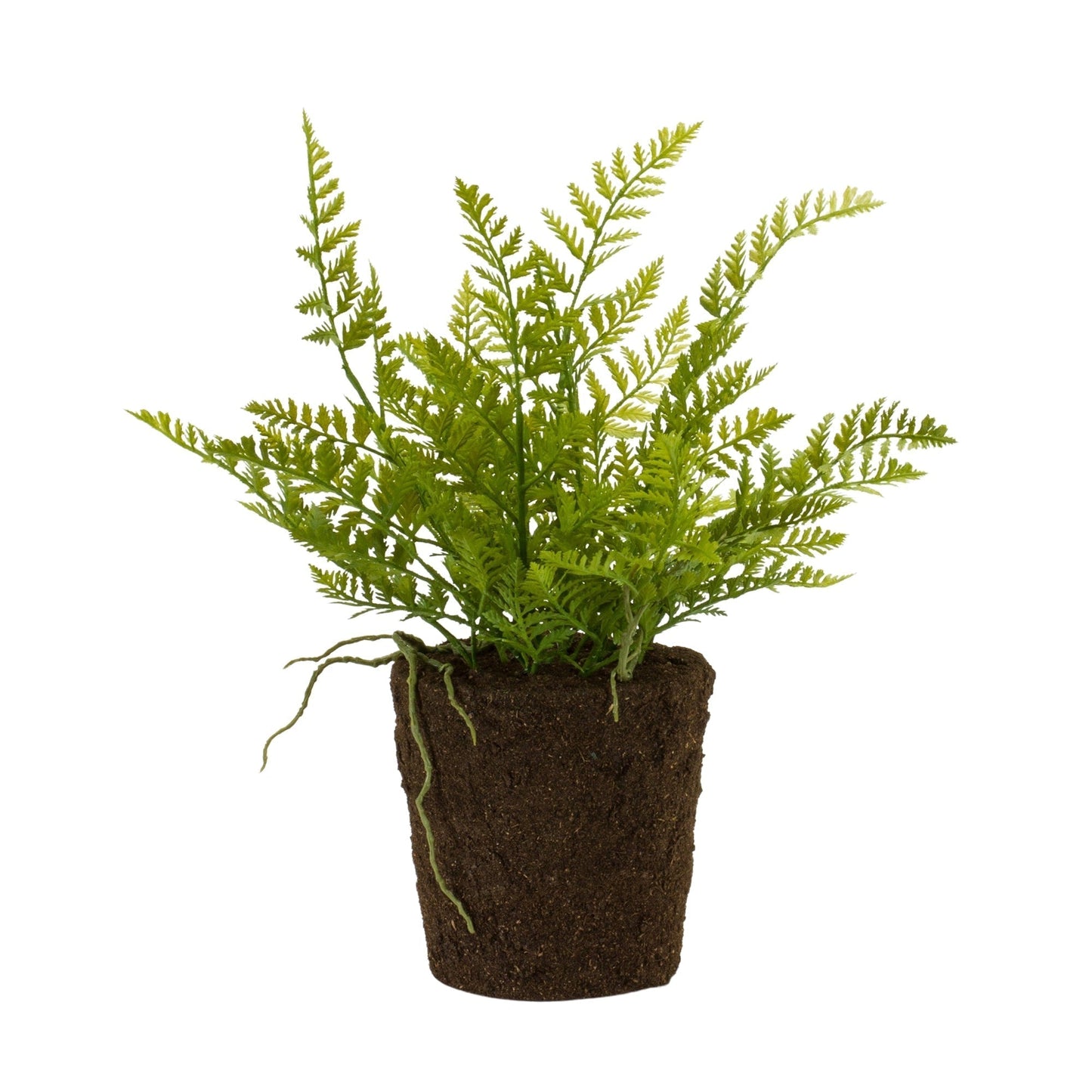Varigated fern bush with rooted base (set of 2)
