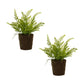 Varigated fern bush with rooted base (set of 2)