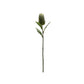 Green Protea Leaf Stem (Set of 6)