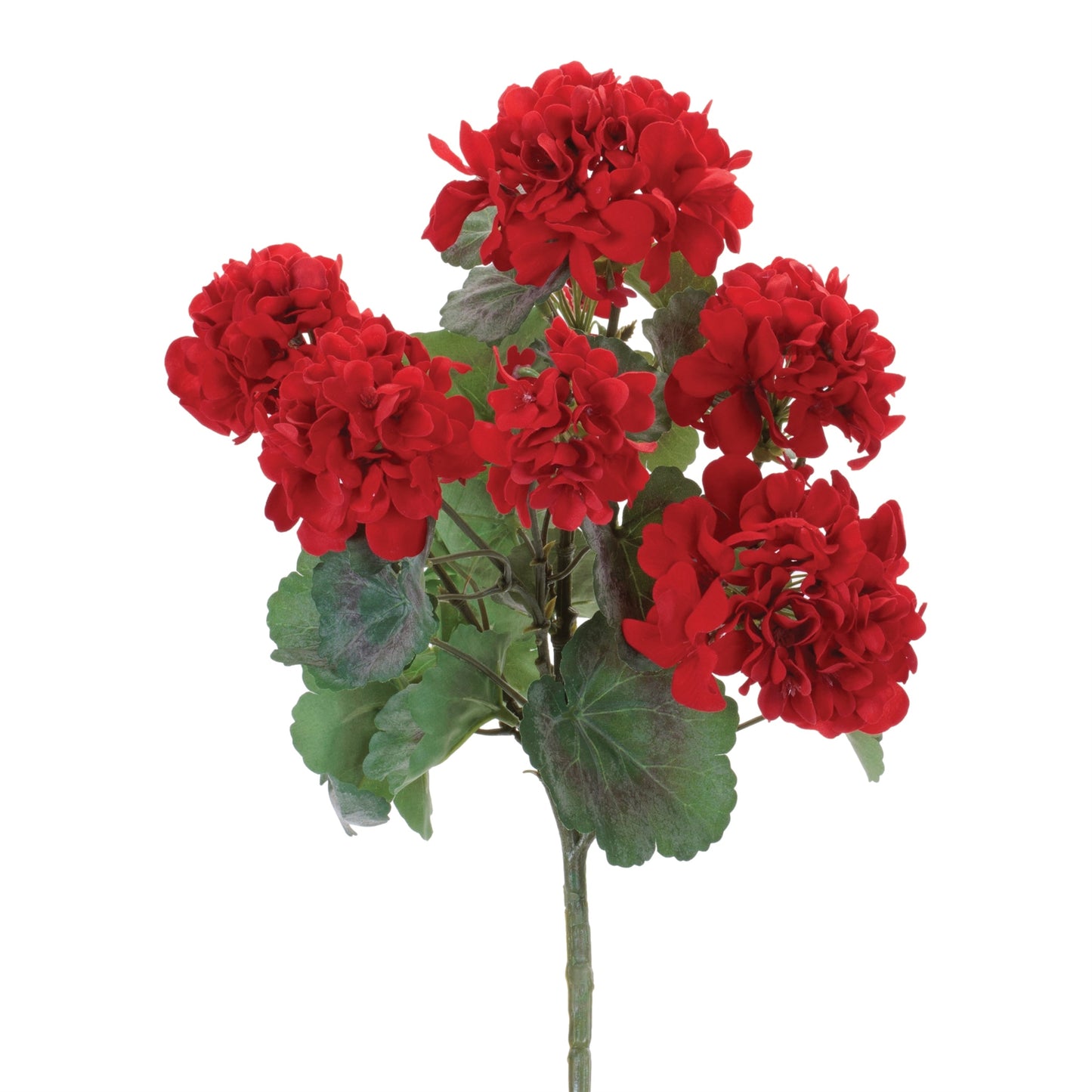 गेरेनियम फ्लोरल बुश (2 का सेट)