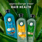 Herbal Essences Pure Plants Blend Argan Oil Repairing Color-Safe Shampoo/Conditioner Dual Pack 13.5 fl oz/2ct - Imperfect Box