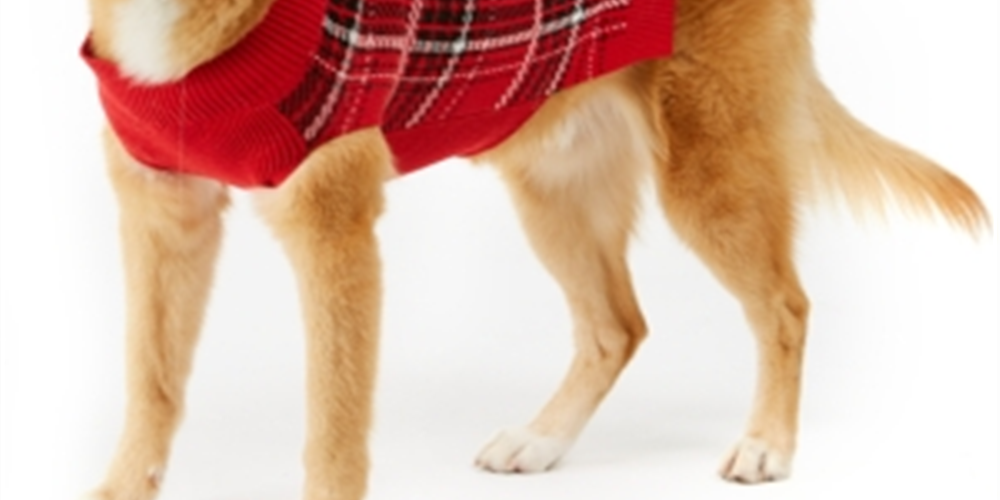 Charter Club Women's Plaid Dog Family Sweater Red Size Medium