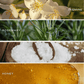 Wildflowers and Salt Tinted Glass Jar Reed Diffuser