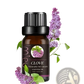 Essential Oil Set 10ml Pure Aromatherapy Bottles